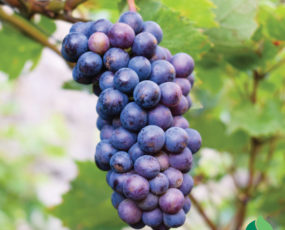Grape 'Concord' blue