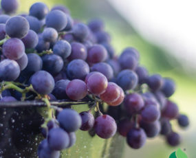Grape 'Concord Seedless' Blue