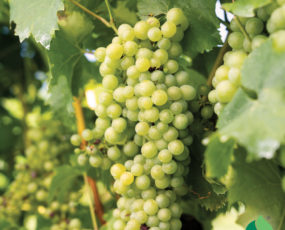 Grape 'Elvira' white