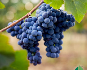 Grape 'Frontenac' Blue, Black