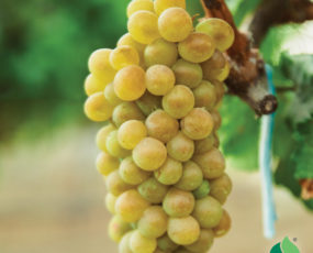 Grape 'Himrod' Seedless White