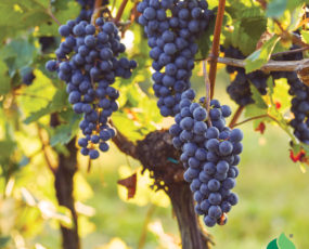 Grape 'Mars' Seedless (Patent #5680)