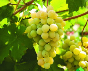 Grape 'Prairie Star' White