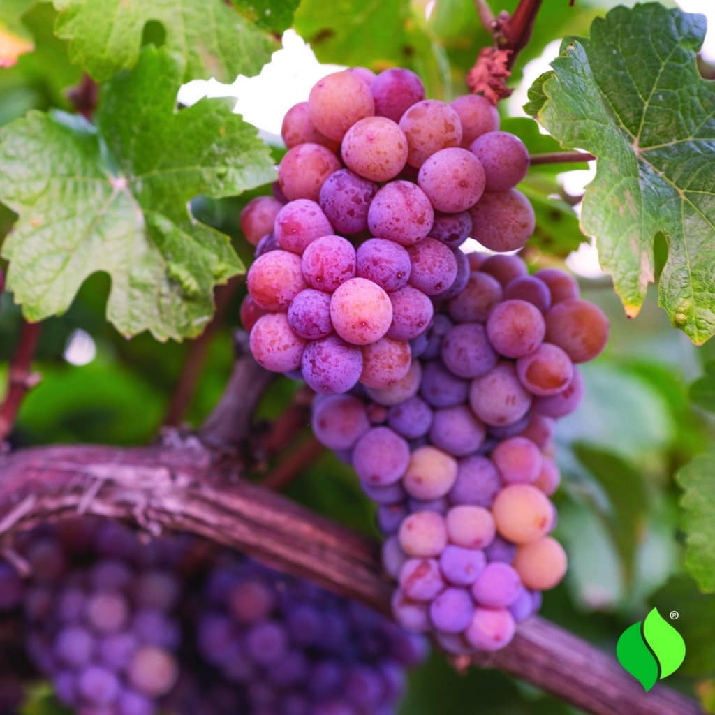 grape Grape 'Reliance Seedless' red (Patent #5174) - Degroot