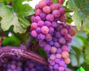 Grape 'Reliance Seedless' red (Patent #5174)