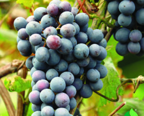 Grape 'St Croix' Bluish-Red