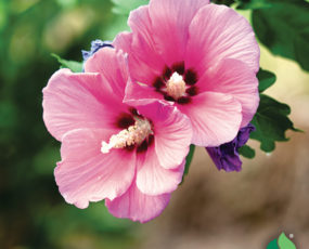 Hibiscus Syriacus ‘Aphrodite’