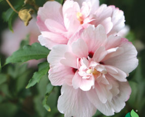 Hibiscus Syriacus ‘Blushing Bride’