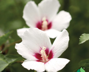 Hibiscus Syriacus ‘Helene’