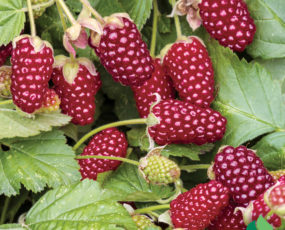 Loganberry