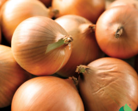 Onion, Yellow Stuttgarter (bushel)