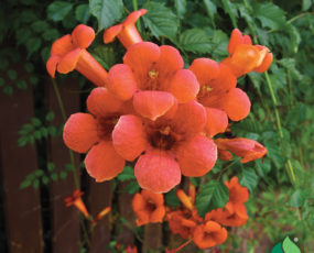 Campsis radicans (Orange trumpet creeper)