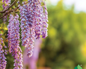 Wisteria sinensis