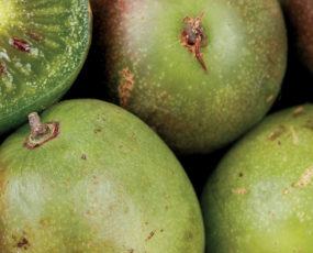 Kiwi