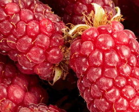 Miscellaneous Berries