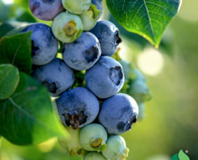 Blueberry 'Duke'