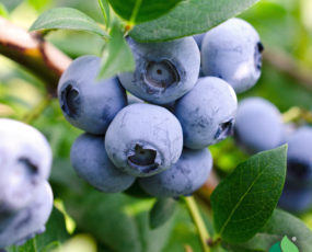 Blueberry 'Elliott'