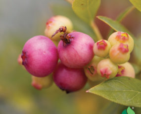 Blueberry 'Pink Lemonade'
