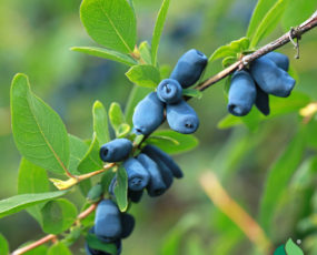 Haskap Berry, 'Berry Blue'
