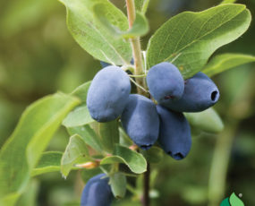 Haskap Berry, 'Borealis'