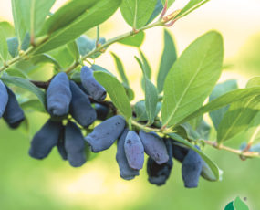 Haskap Berry, 'Tundra'