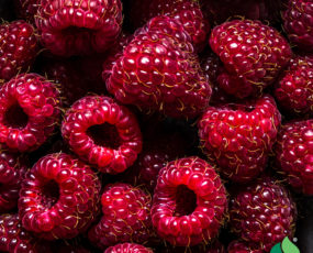 Raspberry 'Brandywine'