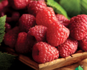 Raspberry 'September'