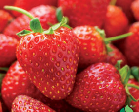 Strawberry 'Chandler' Junebearing