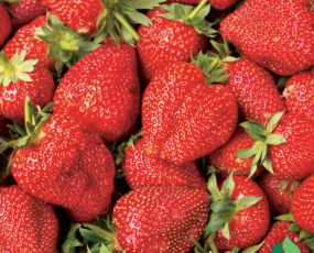 Strawberry 'Éclair' Junebearing
