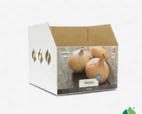 Fall Onion, Sweet Bin Box